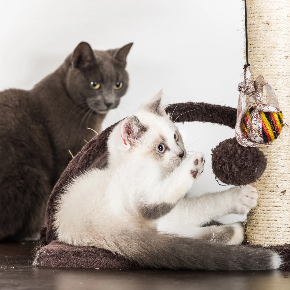 PETMAKER 35in Cat Tree with Ladder, House, Scratch Posts, and Toy (Brown) - Image 2