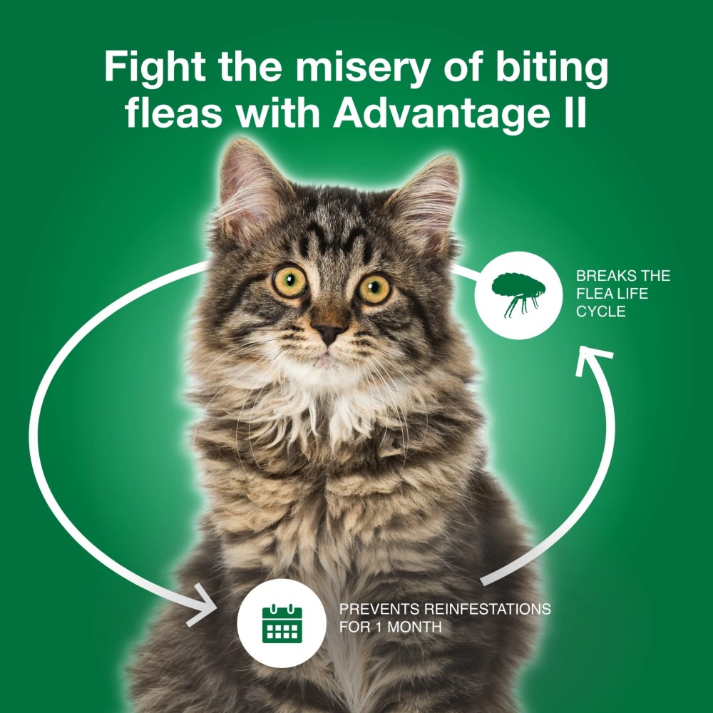 Advantage II Vet-Recommended Flea Prevention for Large Cats 9 lbs, 6-Monthly Treatments - Image 3