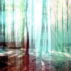 Parvez Taj Tree Rays Art Print on Premium Canvas