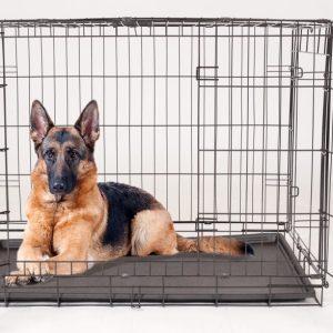 KennelMaster Large Double Door Folding Wire Dog Crate with Divider and Tray,  48"L,  Black