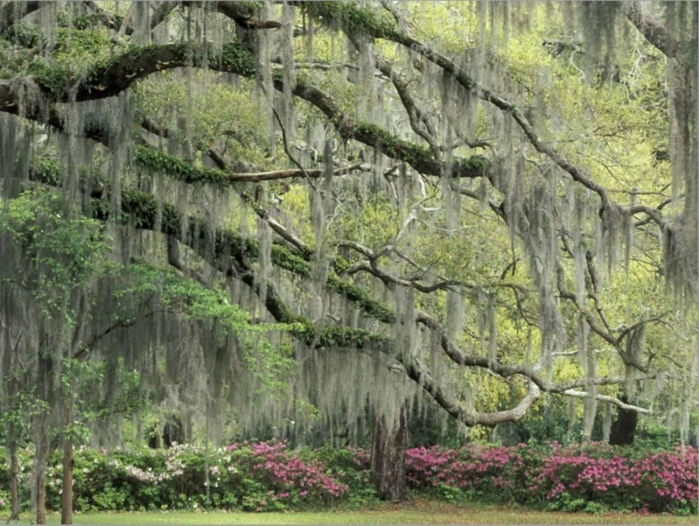 Live Oak Tree Draped with Spanish Moss, Savannah, Georgia, USA, Botanical Stretched Canvas Wall Art by Adam Jones Sold by Art.Com - Image 2
