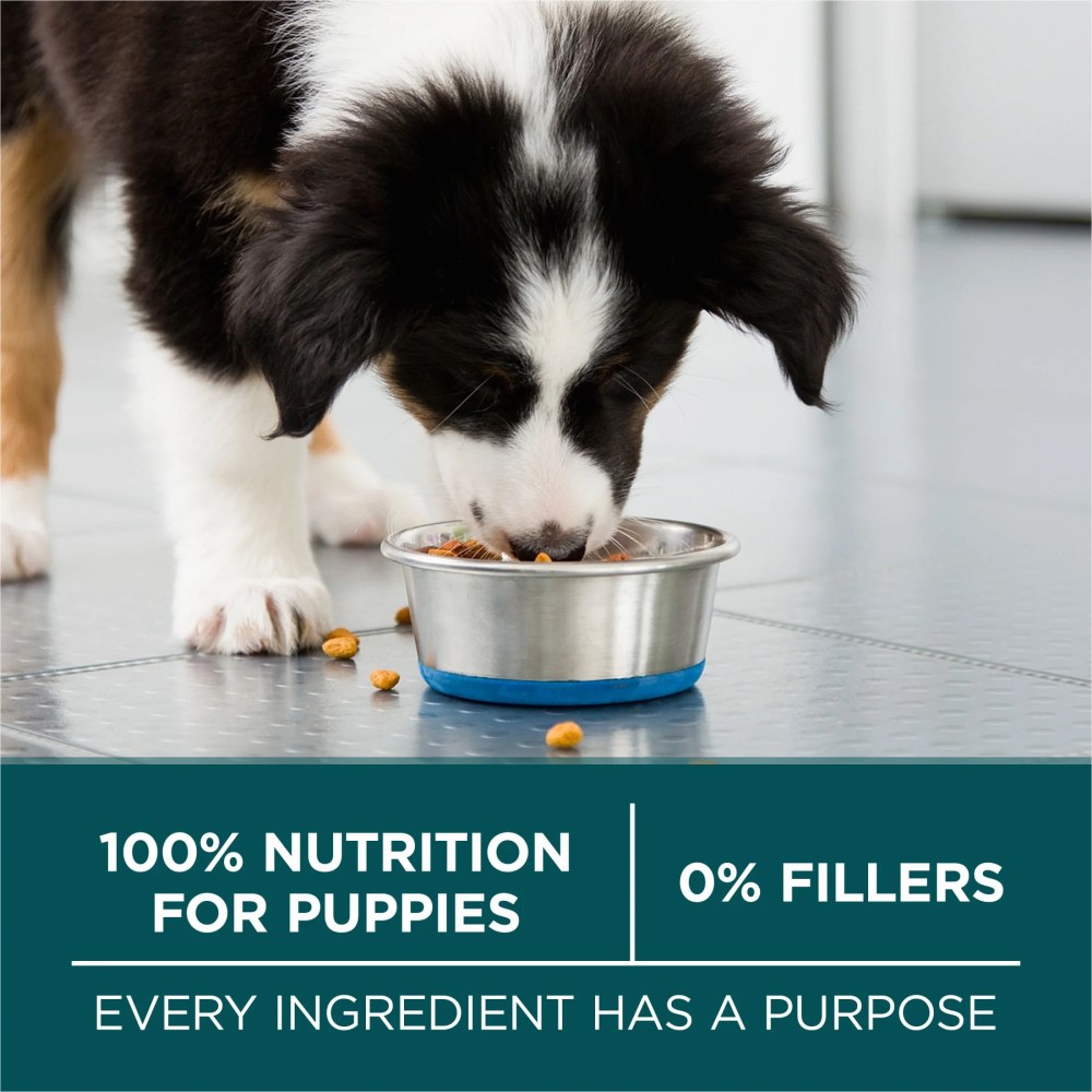 Purina One Plus Puppy Dry Dog Food for Large Dogs High Protein Growth Support, Real Chicken, 31.1 lb Bag - Image 9