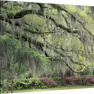 Live Oak Tree Draped with Spanish Moss, Savannah, Georgia, USA, Botanical Stretched Canvas Wall Art by Adam Jones Sold by Art.Com