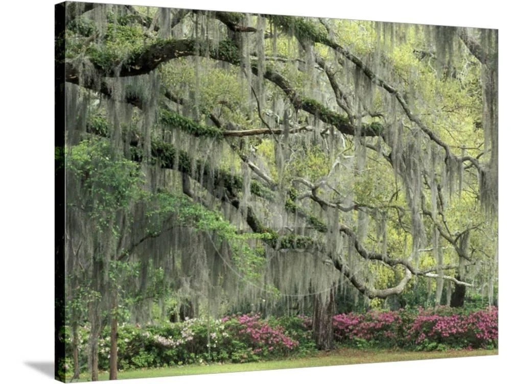 Live Oak Tree Draped with Spanish Moss, Savannah, Georgia, USA, Botanical Stretched Canvas Wall Art by Adam Jones Sold by Art.Com
