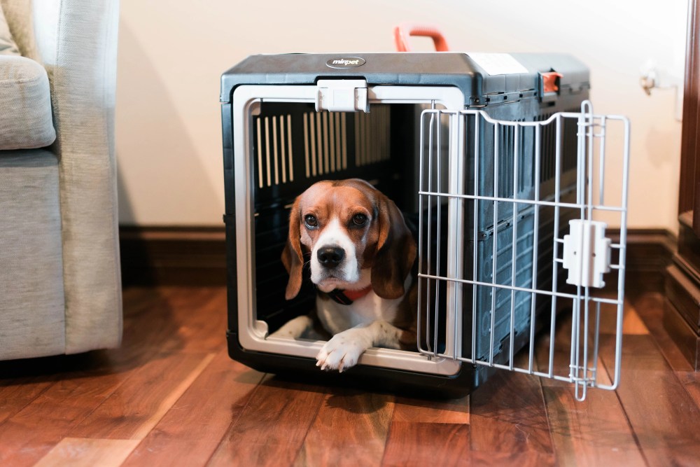 Mirapet USA Pet Carrier & Crate 27" - Premium Collapsible Design for Cats and Dogs - Portable Kennel for Small Pets - Indoor/Outdoor - 360-Degree Ventilation & Hard Plastic Wall Protection - Image 12