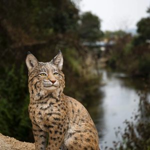 Hi Line 12 in Sitting Bobcat Garden Statue,  Driftwood Composition,  Intricate Detail