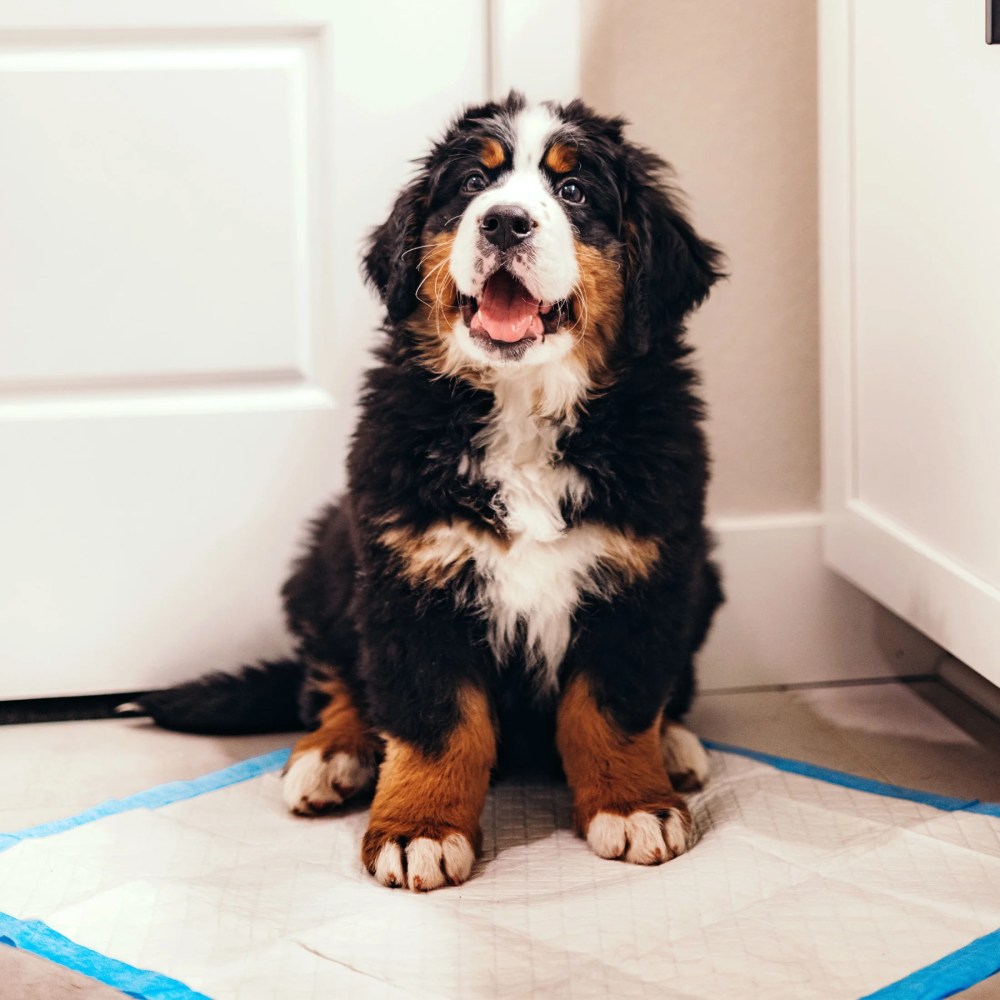 Four Paws Wee-Wee Superior Performance Dog Pee Pads 22" x 23" (200 Count) - Image 11