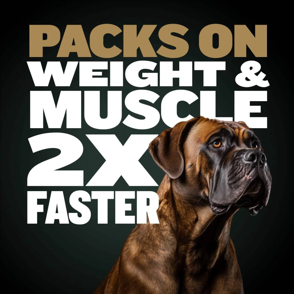 Bully Max Pro Series High Calorie Chicken Flavored Dog Food, 16 lb. Bag - Image 4