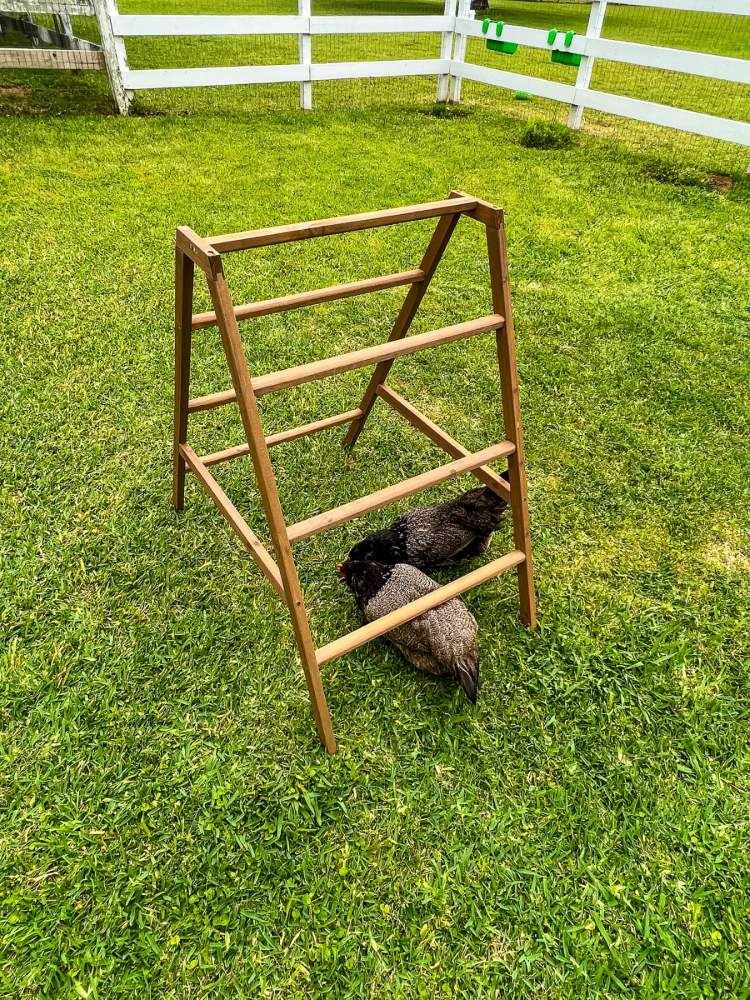 Zylina Play-N-Roost Roosting Ladder
