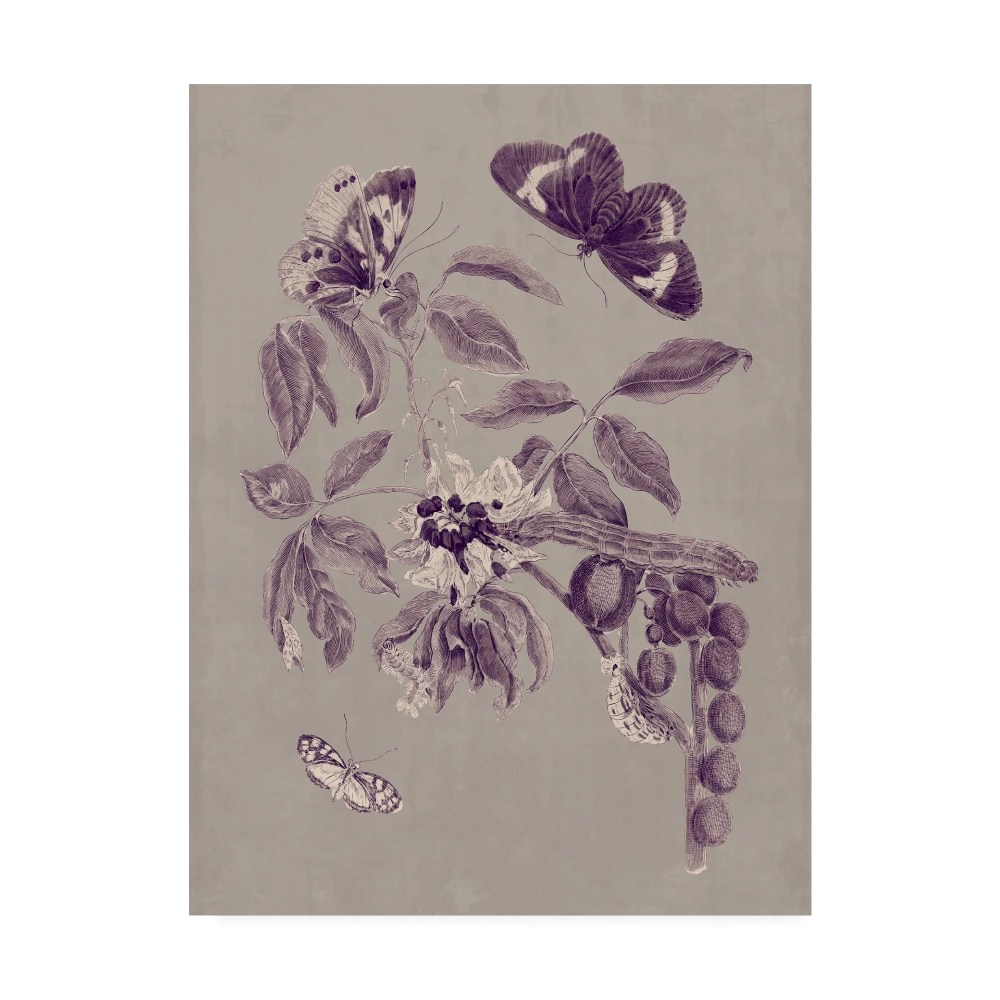 Trademark Fine Art 'Nature Study in Plum & Taupe II' Canvas Art by Maria S. Merian