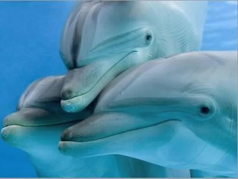 Bottlenose Dolphins, Three CloseUp of Heads Underwater, Animals Stretched Canvas Wall Art by Augusto Leandro Stanzani Sold by Art.Com - Image 3