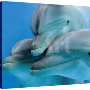 Bottlenose Dolphins, Three CloseUp of Heads Underwater, Animals Stretched Canvas Wall Art by Augusto Leandro Stanzani Sold by Art.Com