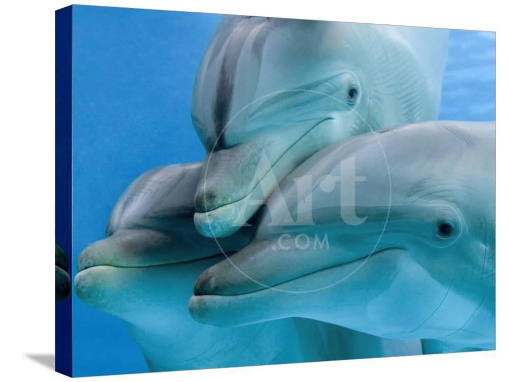Bottlenose Dolphins, Three CloseUp of Heads Underwater, Animals Stretched Canvas Wall Art by Augusto Leandro Stanzani Sold by Art.Com