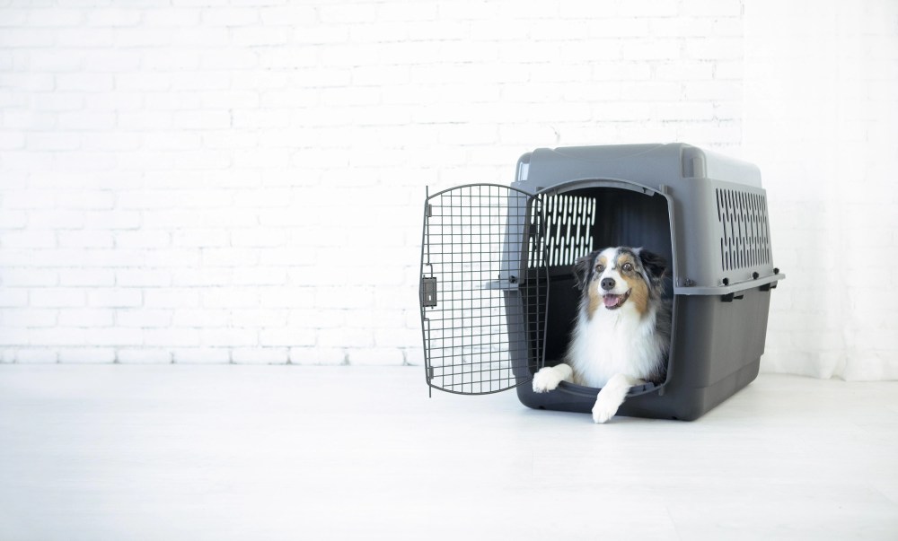 Petmate Pet Porter Traditional Travel Dog Kennel Portable Plastic Carrier, Medium to Large 36" for Dogs 50-70 lb, Gray - Image 5
